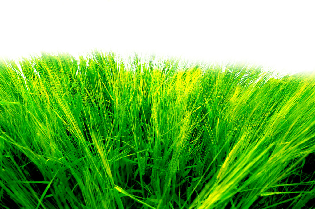 Grass background